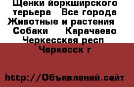Щенки йоркширского терьера - Все города Животные и растения » Собаки   . Карачаево-Черкесская респ.,Черкесск г.
